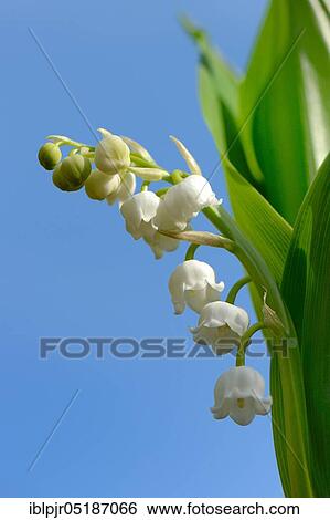 Lily of the valley (Convallaria majalis) View Large Photo Image Stock Photograph - Lily of the valley (Convallaria majalis). Fotosearch