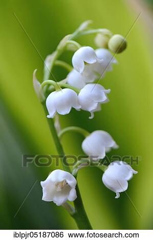 Lily of the valley (Convallaria majalis) View Large Photo Image Stock Photograph - Lily of the valley (Convallaria majalis). Fotosearch