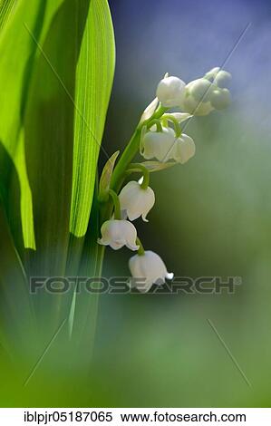Lily of the valley (Convallaria majalis) View Large Photo Image Stock Photography - Lily of the valley (Convallaria majalis). Fotosearch