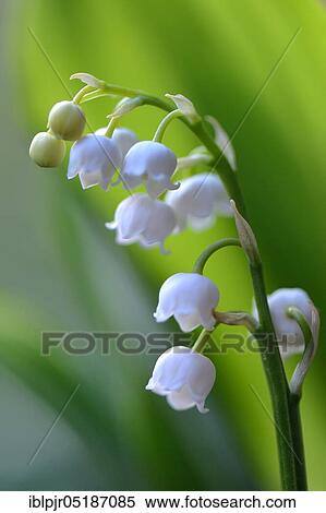 Lily of the valley (Convallaria majalis) View Large Photo Image Stock Photography - Lily of the valley (Convallaria majalis). Fotosearch