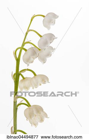 Stock Photo - Lily of the valley (Convallaria majalis), Studio Shot. Fotosearch