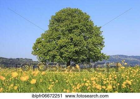 Stock Image - Lime tree (Tilia cordata) Mill., Lime tree, in spring, Switzerland, Europe. Fotosearch