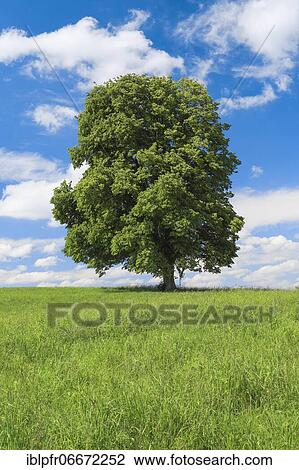 Stock Image - Lime tree, Zurich Oberland, Switzerland, Europe. Fotosearch