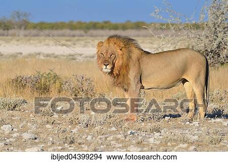 Lion (Panthera leo), standing on arid ground, alert, Etosha National Park, Namibia, Africa View Large Photo Image Picture - Lion (Panthera leo), standing on arid ground, alert, Etosha National Park, Namibia, Africa. Fotosearch