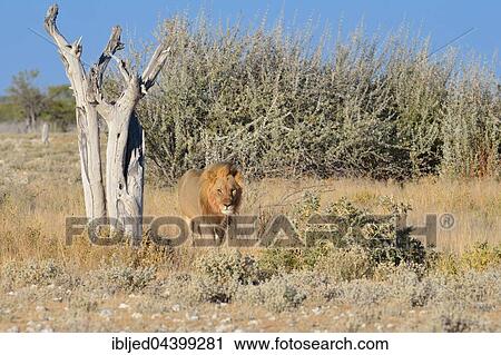 Lion (Panthera leo), walking in dry grass, bushland, Etosha National Park, Namibia, Africa View Large Photo Image Stock Image - Lion (Panthera leo), walking in dry grass, bushland, Etosha National Park, Namibia, Africa. Fotosearch
