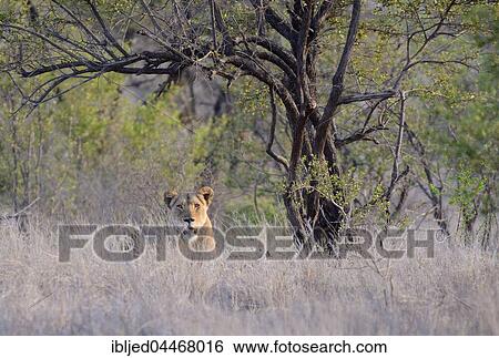 Lioness (Panthera leo), resting, in high grass, Kruger National Park, South Africa, Africa View Large Photo Image Stock Photograph - Lioness (Panthera leo), resting, in high grass, Kruger National Park, South Africa, Africa. Fotosearch