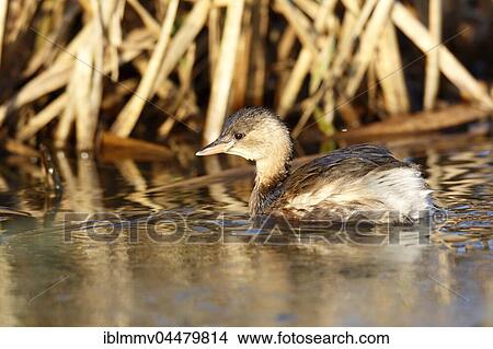 Little Grebe (Tachybaptus ruficollis) in water, plumage, Middle Elbe Biosphere Reserve, Saxony-Anhalt, Germany, Europe View Large Photo Image Picture - Little Grebe (Tachybaptus ruficollis) in water, plumage, Middle Elbe Biosphere Reserve, Saxony-Anhalt, Germany, Europe. Fotosearch
