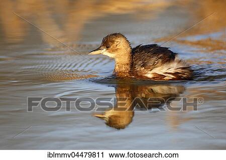 Little Grebe (Tachybaptus ruficollis) in water, plumage, Middle Elbe Biosphere Reserve, Saxony-Anhalt, Germany, Europe View Large Photo Image Stock Image - Little Grebe (Tachybaptus ruficollis) in water, plumage, Middle Elbe Biosphere Reserve, Saxony-Anhalt, Germany, Europe. Fotosearch