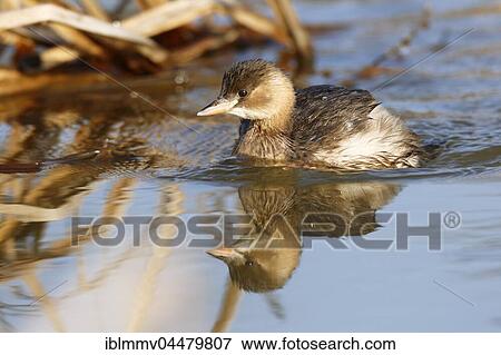 Little Grebe (Tachybaptus ruficollis) in water, plumage, Middle Elbe Biosphere Reserve, Saxony-Anhalt, Germany, Europe View Large Photo Image Stock Photo - Little Grebe (Tachybaptus ruficollis) in water, plumage, Middle Elbe Biosphere Reserve, Saxony-Anhalt, Germany, Europe. Fotosearch