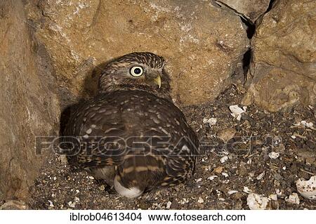 Picture - Little owl (Athene noctua), female in nest, first young birds hatched, eggshells on the right side, endangered species in Central Europe, Thuringia, Germany, Europe. Fotosearch