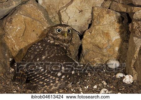 Little owl (Athene noctua), female hooting in breeding hole, egg shells lying on the right after hatching, highly endangered species in Central Europe, Thuringia, Germany, Europe View Large Photo Image Picture - Little owl (Athene noctua), female hooting in breeding hole, egg shells lying on the right after hatching, highly endangered species in Central Europe, Thuringia, Germany, Europe. Fotosearch