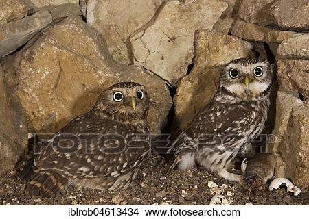 Little owl (Athene noctua), female hooting in breeding hole, male at entrance with captured yellow-necked mouse, egg shells lying on right side after hatching, endangered species in Central Europe, Thuringia, Germany, Europe View Large Photo Image Picture - Little owl (Athene noctua), female hooting in breeding hole, male at entrance with captured yellow-necked mouse, egg shells lying on right side after hatching, endangered species in Central Europe, Thuringia, Germany, Europe. Fotosearch