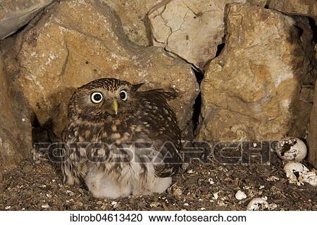 Little owl (Athene noctua), female hooting in breeding hole, egg shells lying on the right after hatching, highly endangered species in Central Europe, Thuringia, Germany, Europe View Large Photo Image Stock Image - Little owl (Athene noctua), female hooting in breeding hole, egg shells lying on the right after hatching, highly endangered species in Central Europe, Thuringia, Germany, Europe. Fotosearch