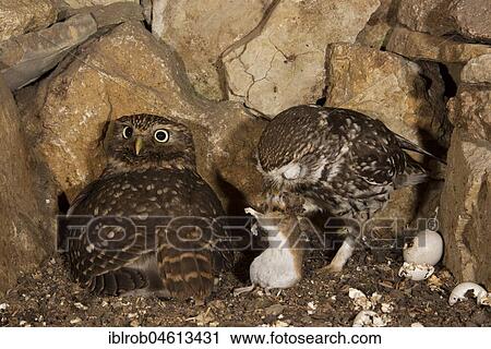 Little owl (Athene noctua), female hooting in breeding hole, male brings captured yellow-necked mouse, egg shells lying on the right after hatching, highly endangered species in Central Europe, Thuringia, Germany, Europe View Large Photo Image Stock Image - Little owl (Athene noctua), female hooting in breeding hole, male brings captured yellow-necked mouse, egg shells lying on the right after hatching, highly endangered species in Central Europe, Thuringia, Germany, Europe. Fotosearch