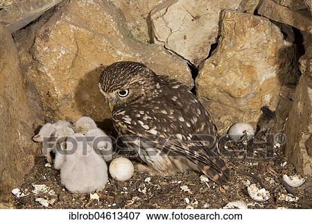 Little owl (Athene noctua) female looking at fledglings in nesting hole, eggshells lying on the right after hatching, endangered species in Central Europe, Thuringia, Germany, Europe View Large Photo Image Stock Photo - Little owl (Athene noctua) female looking at fledglings in nesting hole, eggshells lying on the right after hatching, endangered species in Central Europe, Thuringia, Germany, Europe. Fotosearch