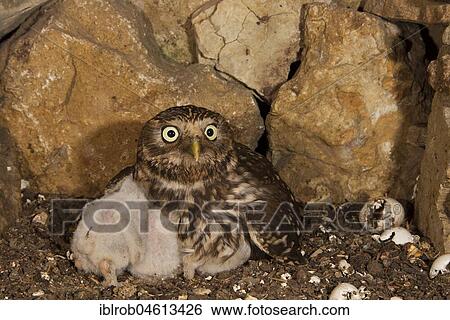 Little owl (Athene noctua), female hooting in breeding hole, egg shells lying on the right after hatching, highly endangered species in Central Europe, Thuringia, Germany, Europe View Large Photo Image Stock Photograph - Little owl (Athene noctua), female hooting in breeding hole, egg shells lying on the right after hatching, highly endangered species in Central Europe, Thuringia, Germany, Europe. Fotosearch