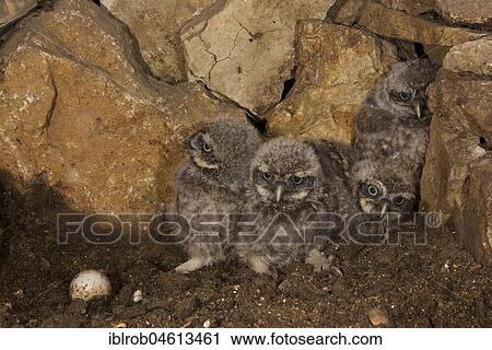 Stock Image - Little owl (Athene noctua) fledglings and one unfertilized egg in breeding cavity, highly endangered species in Central Europe, Thuringia, Germany, Europe. Fotosearch