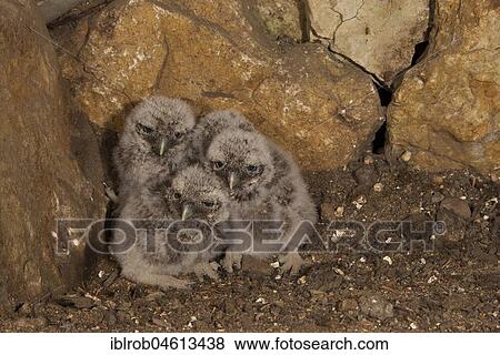 Little owl (Athene noctua) young birds in breeding cavity, highly endangered species in Central Europe, Thuringia, Germany, Europe View Large Photo Image Stock Photo - Little owl (Athene noctua) young birds in breeding cavity, highly endangered species in Central Europe, Thuringia, Germany, Europe. Fotosearch