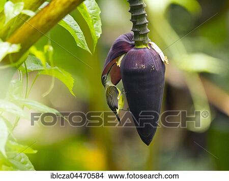 Picture - Little spiderhunter (Arachnothera longirostra) on banana blossom, Kaeng Krachan National Park, Thailand, Asia. Fotosearch