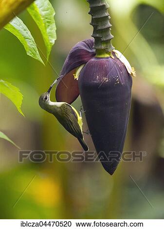 Stock Image - Little spiderhunter (Arachnothera longirostra) on banana blossom, Kaeng Krachan National Park, Thailand, Asia. Fotosearch