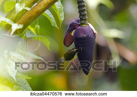 Little spiderhunter (Arachnothera longirostra) on banana flower (Musa sp. ), Kaeng Krachan National Park, Thailand, Asia View Large Photo Image Stock Photograph - Little spiderhunter (Arachnothera longirostra) on banana flower (Musa sp. ), Kaeng Krachan National Park, Thailand, Asia. Fotosearch