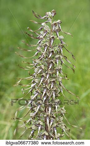 Lizard orchid (Himantoglossum hircinum), Canton Bern, Switzerland, Europe View Large Photo Image Stock Image - Lizard orchid (Himantoglossum hircinum), Canton Bern, Switzerland, Europe. Fotosearch