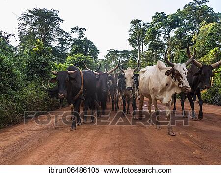 Stock Photography - Local cow herd deep in the jungle, Cameroon, Africa. Fotosearch