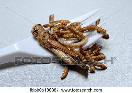 Locust and mealworms with plastic fork, Tenebrio molitor, grasshoppers View Large Photo Image Stock Photo - Locust and mealworms with plastic fork, Tenebrio molitor, grasshoppers. Fotosearch
