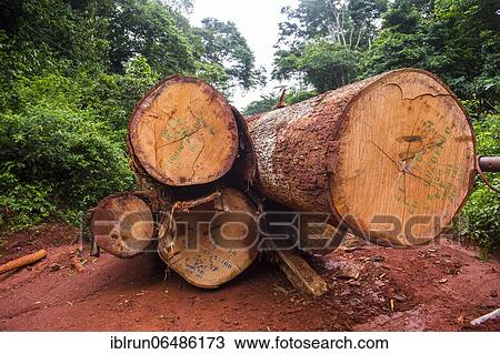 Logging truck, deep in the jungle of Cameroon View Large Photo Image Stock Image - Logging truck, deep in the jungle of Cameroon. Fotosearch