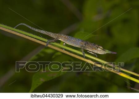 Long-nosed chameleon (Calumma gallus) on branch, male, Vohimana, Eastern Madagascar, Madagascar, Africa View Large Photo Image Stock Photo - Long-nosed chameleon (Calumma gallus) on branch, male, Vohimana, Eastern Madagascar, Madagascar, Africa. Fotosearch