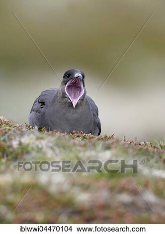 Long-tailed skua or long-tailed jaeger (Stercorarius parasiticus) with open beak, tundra, Norway, Europe View Large Photo Image Picture - Long-tailed skua or long-tailed jaeger (Stercorarius parasiticus) with open beak, tundra, Norway, Europe. Fotosearch