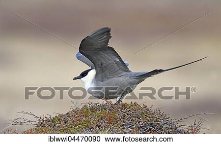 Stock Image - Long-tailed skua or long-tailed jaeger (Stercorarius longicaudus) in tundra, Norway, Europe. Fotosearch