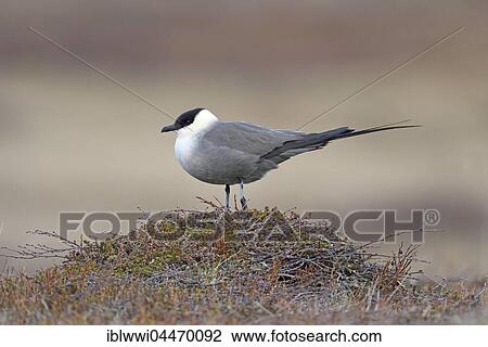 Stock Image - Long-tailed skua or long-tailed jaeger (Stercorarius longicaudus) in tundra, Norway, Europe. Fotosearch