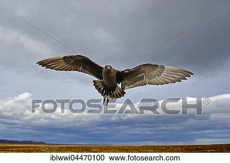 Long-tailed skua or long-tailed jaeger (Stercorarius parasiticus), dark specimen, Varanger, Norway, Europe View Large Photo Image Stock Image - Long-tailed skua or long-tailed jaeger (Stercorarius parasiticus), dark specimen, Varanger, Norway, Europe. Fotosearch