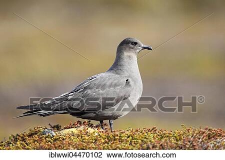 Stock Image - Long-tailed skua or long-tailed jaeger (Stercorarius parasiticus), dark specimen, Varanger, Norway, Europe. Fotosearch