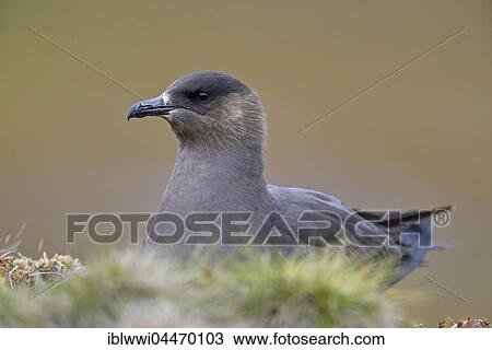 Stock Image - Long-tailed skua or long-tailed jaeger (Stercorarius parasiticus), dark specimen, Varanger, Norway, Europe. Fotosearch