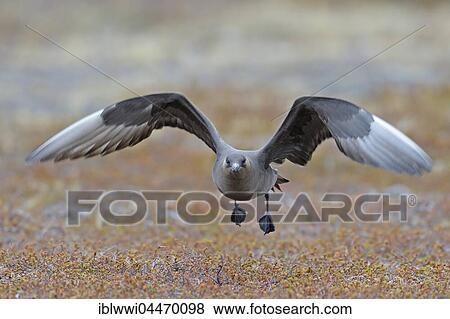 Long-tailed skua or long-tailed jaeger (Stercorarius parasiticus) in flight, dark specimen, Varanger, Norway, Europe View Large Photo Image Stock Photo - Long-tailed skua or long-tailed jaeger (Stercorarius parasiticus) in flight, dark specimen, Varanger, Norway, Europe. Fotosearch