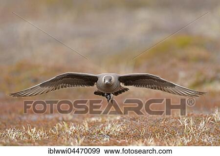 Stock Photo - Long-tailed skua or long-tailed jaeger (Stercorarius parasiticus) in flight, dark specimen, Varanger, Norway, Europe. Fotosearch