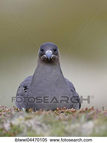 Stock Photography - Long-tailed skua or long-tailed jaeger (Stercorarius parasiticus), dark specimen, Varanger, Norway, Europe. Fotosearch