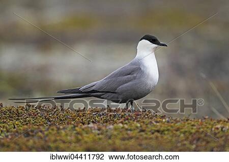 Stock Image - Long-tailed Skua (Stercorarius longicaudus), Varanger Peninsula, Norway, Europe. Fotosearch
