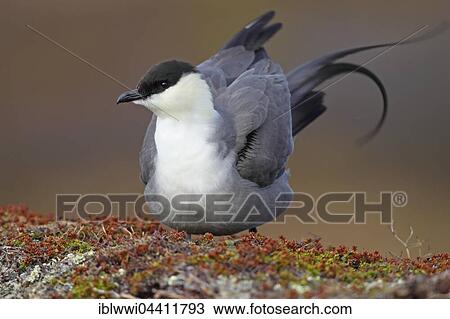 Stock Image - Long-tailed Skua (Stercorarius longicaudus), Varanger Peninsula, Norway, Europe. Fotosearch