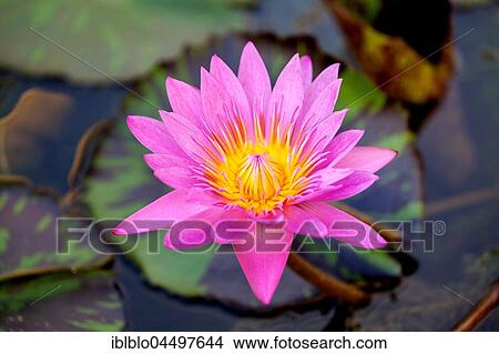 Lotus flower (Nelumbo), lotus, lotus blossom, Singapore, Asia View Large Photo Image Picture - Lotus flower (Nelumbo), lotus, lotus blossom, Singapore, Asia. Fotosearch