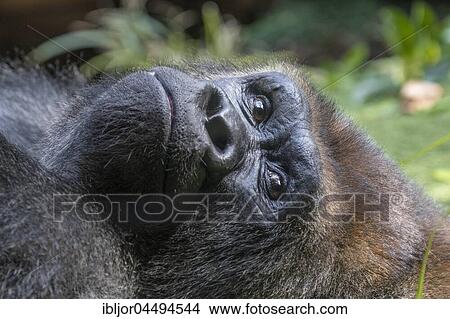Lowland Gorilla (Gorilla gorilla) lying on the floor, portrait, captive, Puerto de la Cruz, Tenerife, Canary Islands, Spain, Europe View Large Photo Image Picture - Lowland Gorilla (Gorilla gorilla) lying on the floor, portrait, captive, Puerto de la Cruz, Tenerife, Canary Islands, Spain, Europe. Fotosearch
