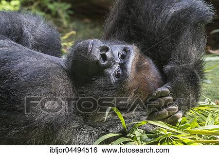 Stock Photograph - Lowland Gorilla (Gorilla gorilla) lying with back on the floor, captive, Puerto de la Cruz, Tenerife, Canary Islands, Spain, Europe. Fotosearch