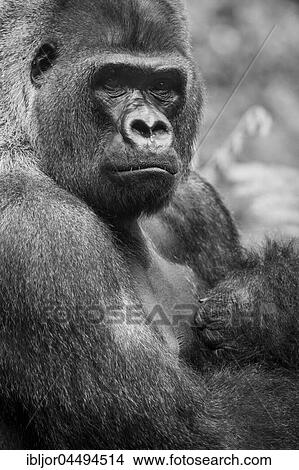 Lowland Gorilla (Gorilla gorilla), captive, Puerto de la Cruz, Tenerife, Canary Islands, Spain, Europe View Large Photo Image Picture - Lowland Gorilla (Gorilla gorilla), captive, Puerto de la Cruz, Tenerife, Canary Islands, Spain, Europe. Fotosearch
