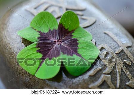 Picture - Lucky Clover on stone with Chinese characters, cloverleaf ( Oxalis tetraphylla). Fotosearch