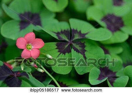 Stock Photo - Lucky Clover ( Oxalis deppei). Fotosearch