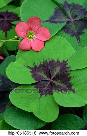Stock Photo - Lucky Clover ( Oxalis deppei). Fotosearch