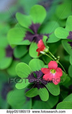 Stock Photo - Lucky Clover ( Oxalis deppei). Fotosearch