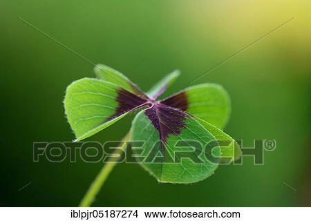 Lucky Clover, Shamrock ( Oxalis tetraphylla) View Large Photo Image Picture - Lucky Clover, Shamrock ( Oxalis tetraphylla). Fotosearch